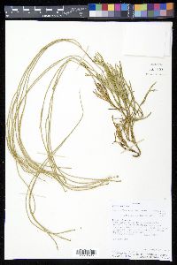 Diphasiastrum thyoides image