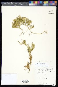 Diphasiastrum thyoides image