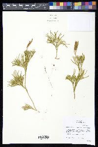 Diphasiastrum thyoides image