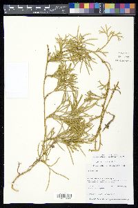 Diphasiastrum thyoides image