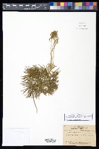 Diphasiastrum tristachyum image