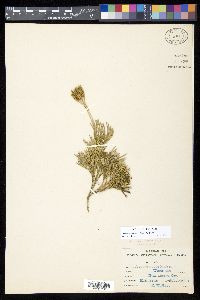 Diphasiastrum tristachyum image