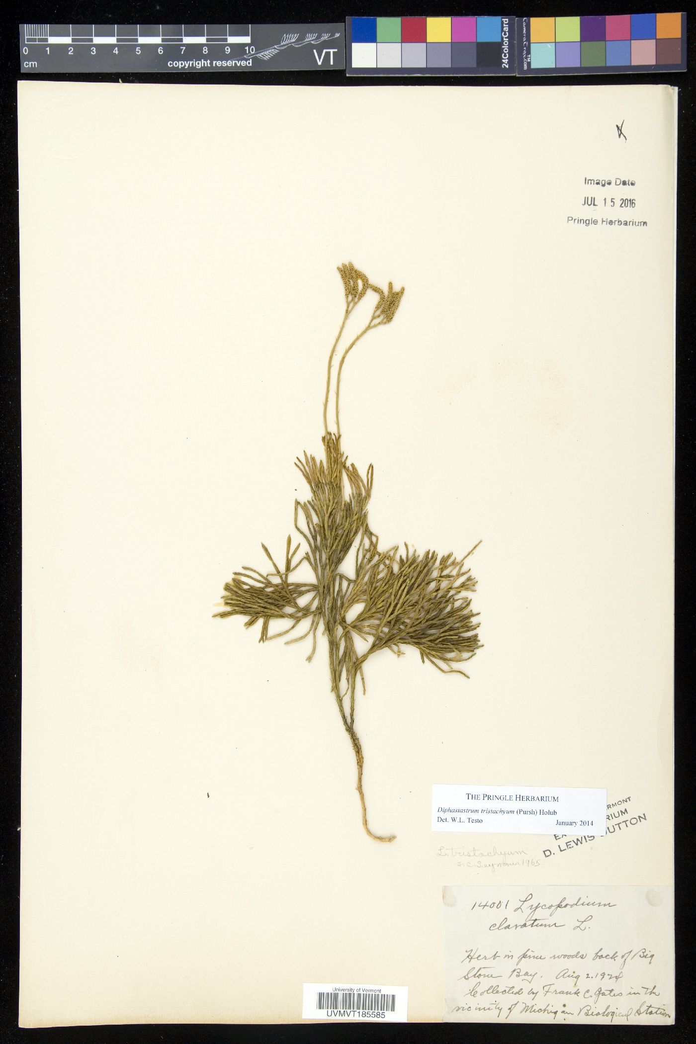 Diphasiastrum tristachyum image