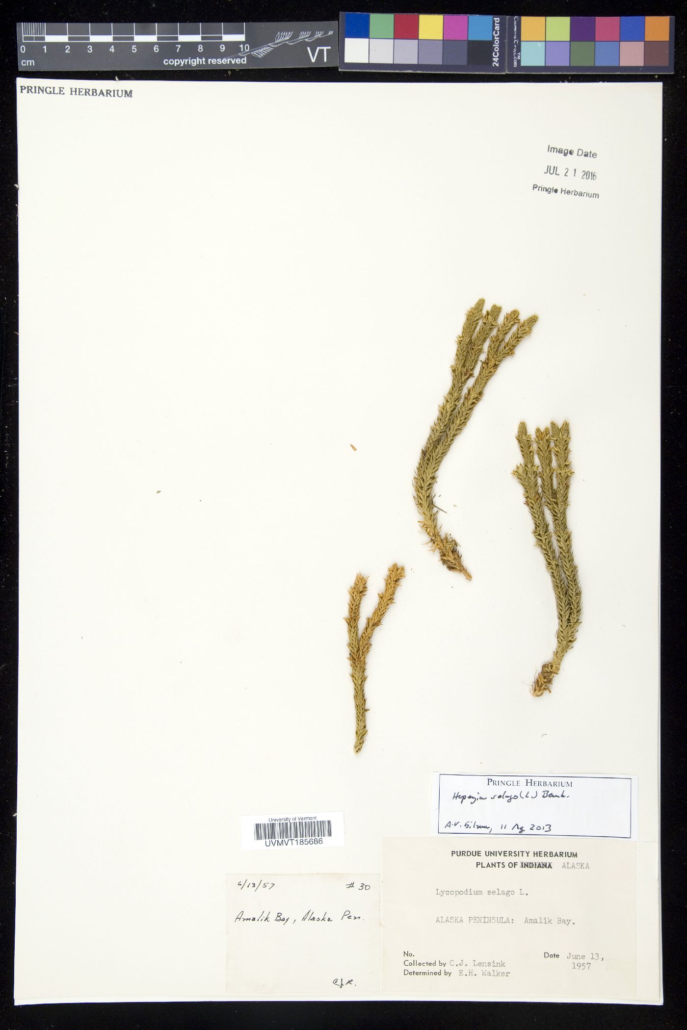 Huperzia selago image