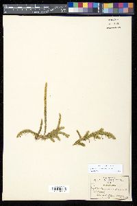 Lycopodiella alopecuroides image