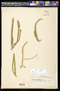 Lycopodiella alopecuroides image