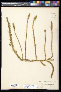 Lycopodiella alopecuroides image