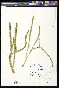 Lycopodiella alopecuroides image