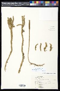 Lycopodiella alopecuroides image