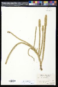 Lycopodiella alopecuroides image