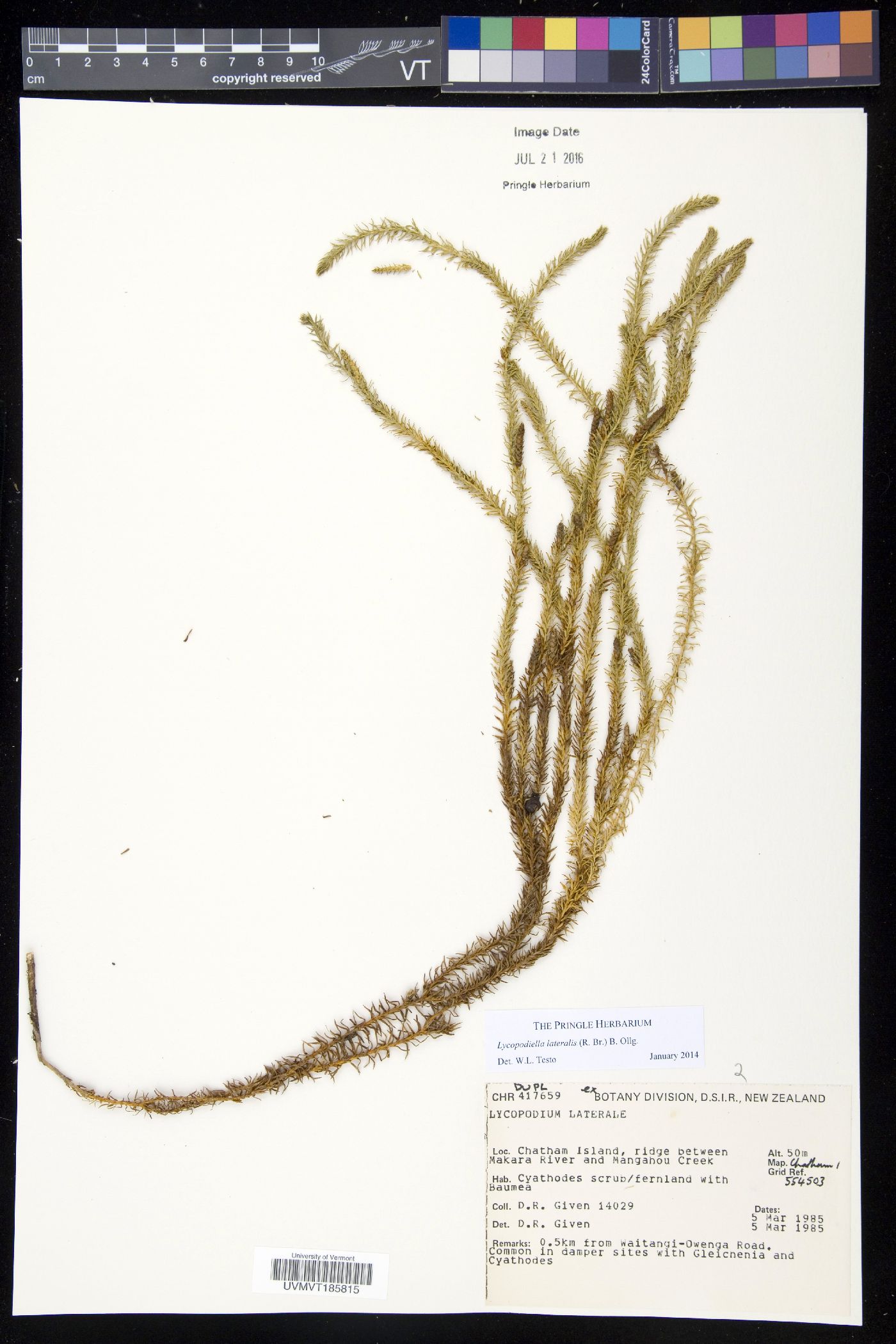 Lateristachys lateralis image