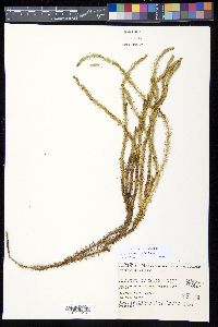 Lateristachys lateralis image