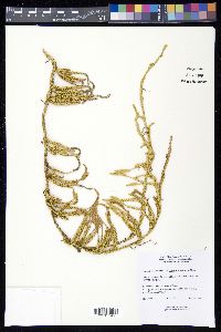 Lycopodium clavatum subsp. monostachyon image