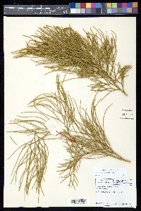 Lycopodium deuterodensum image