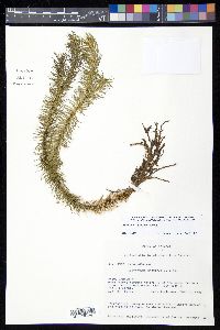 Phlegmariurus arcuatus image
