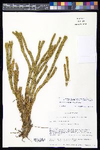 Phlegmariurus cumingii image