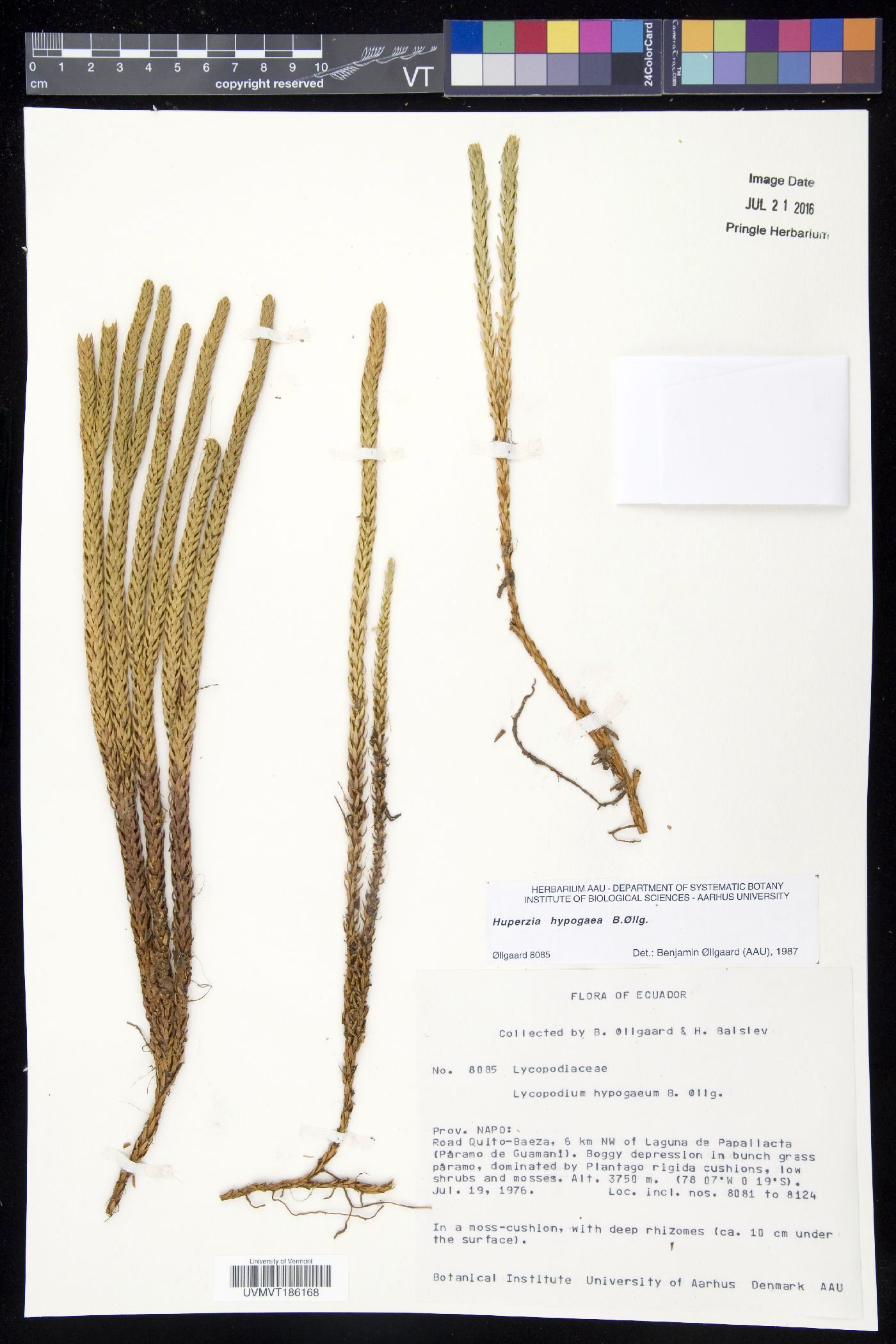 Phlegmariurus hypogaeus image