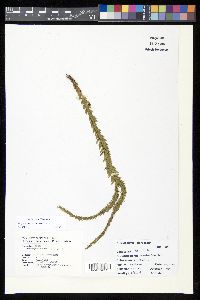 Phlegmariurus fordii image