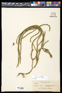 Phlegmariurus filiformis image