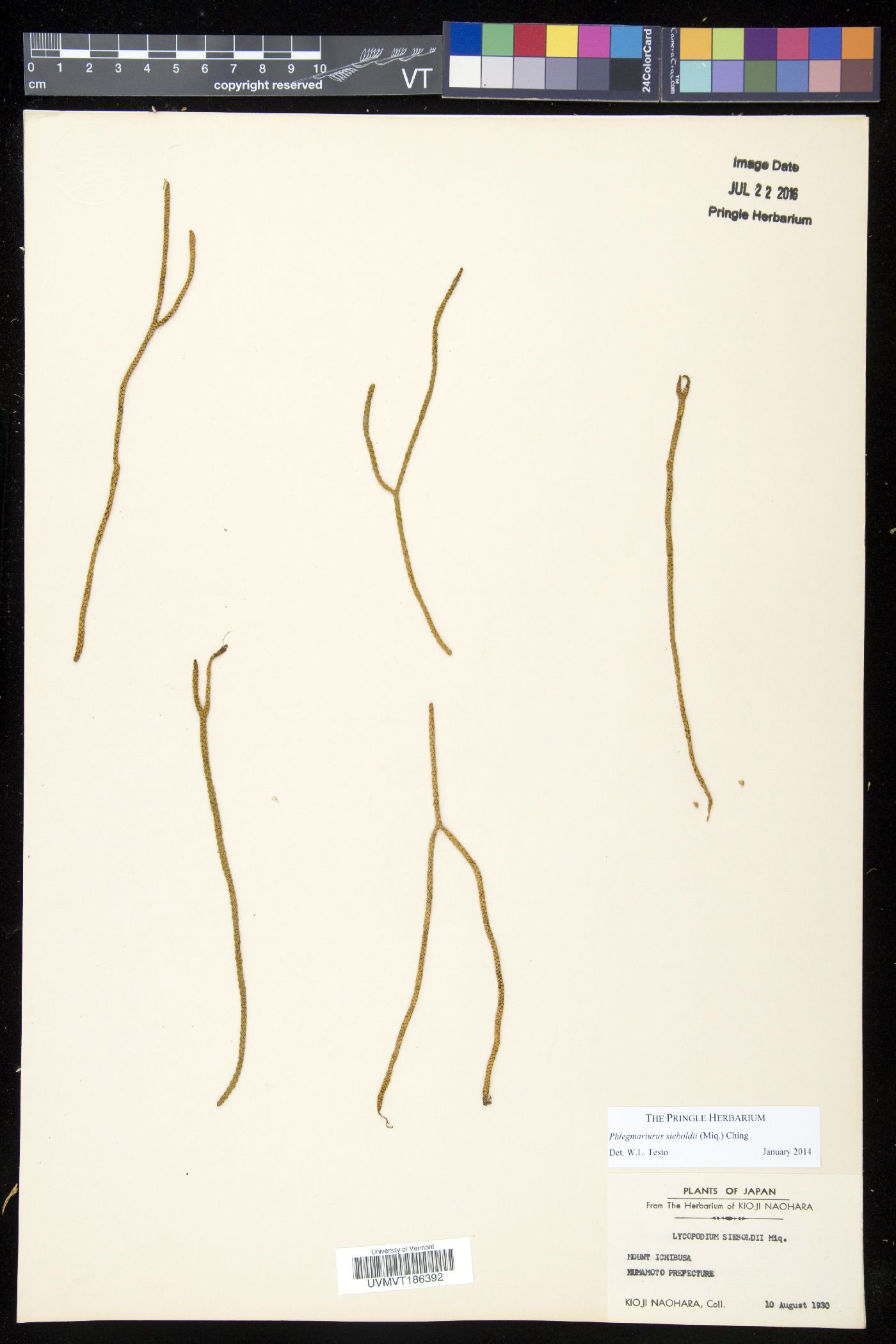 Phlegmariurus sieboldii image