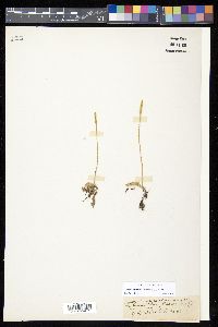 Pseudolycopodiella caroliniana image