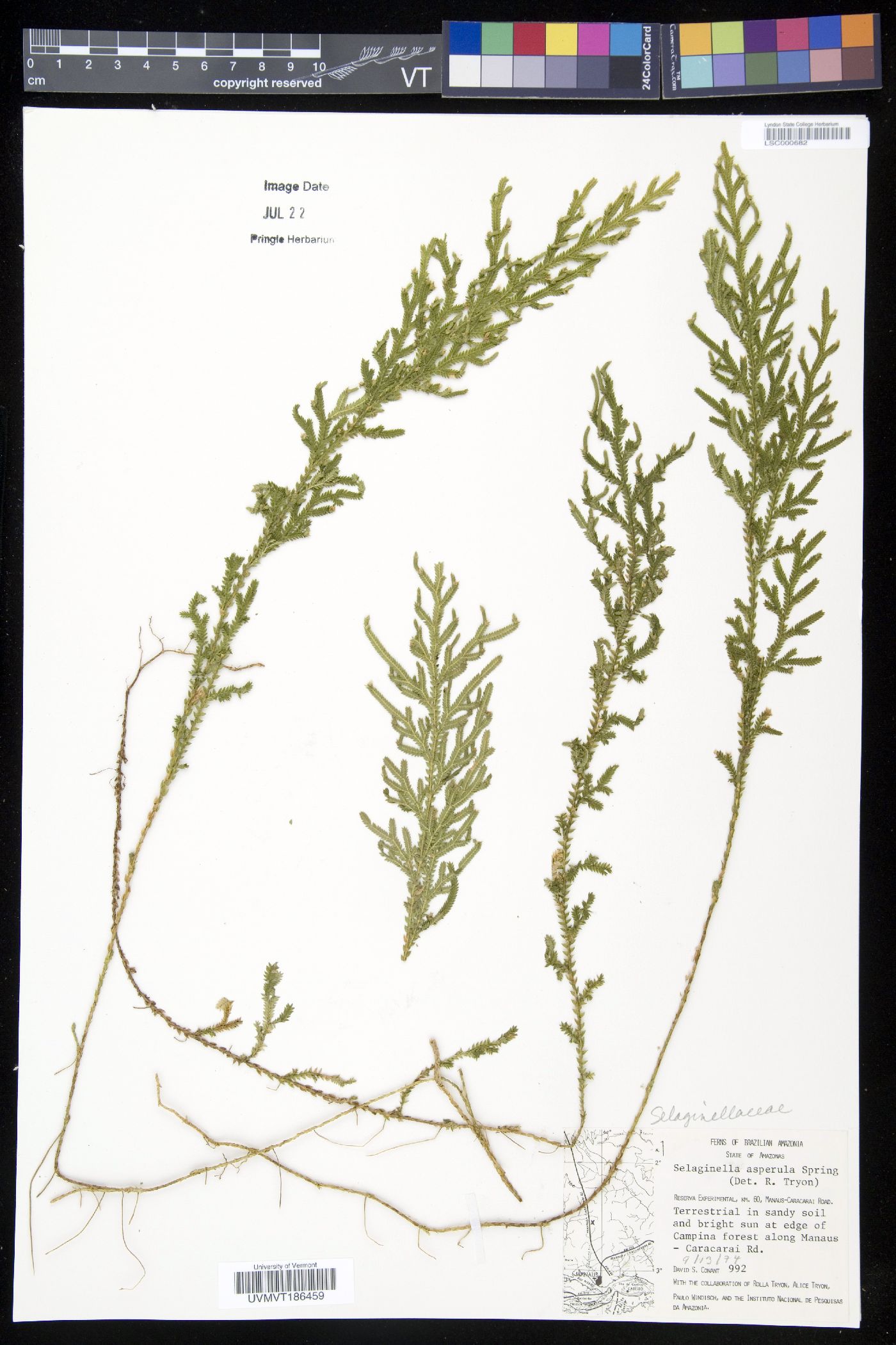 Selaginella asperula image