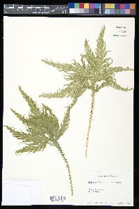 Selaginella arthritica image