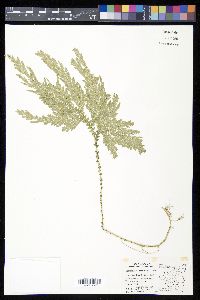 Selaginella arthritica image