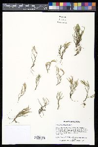 Selaginella arenicola image