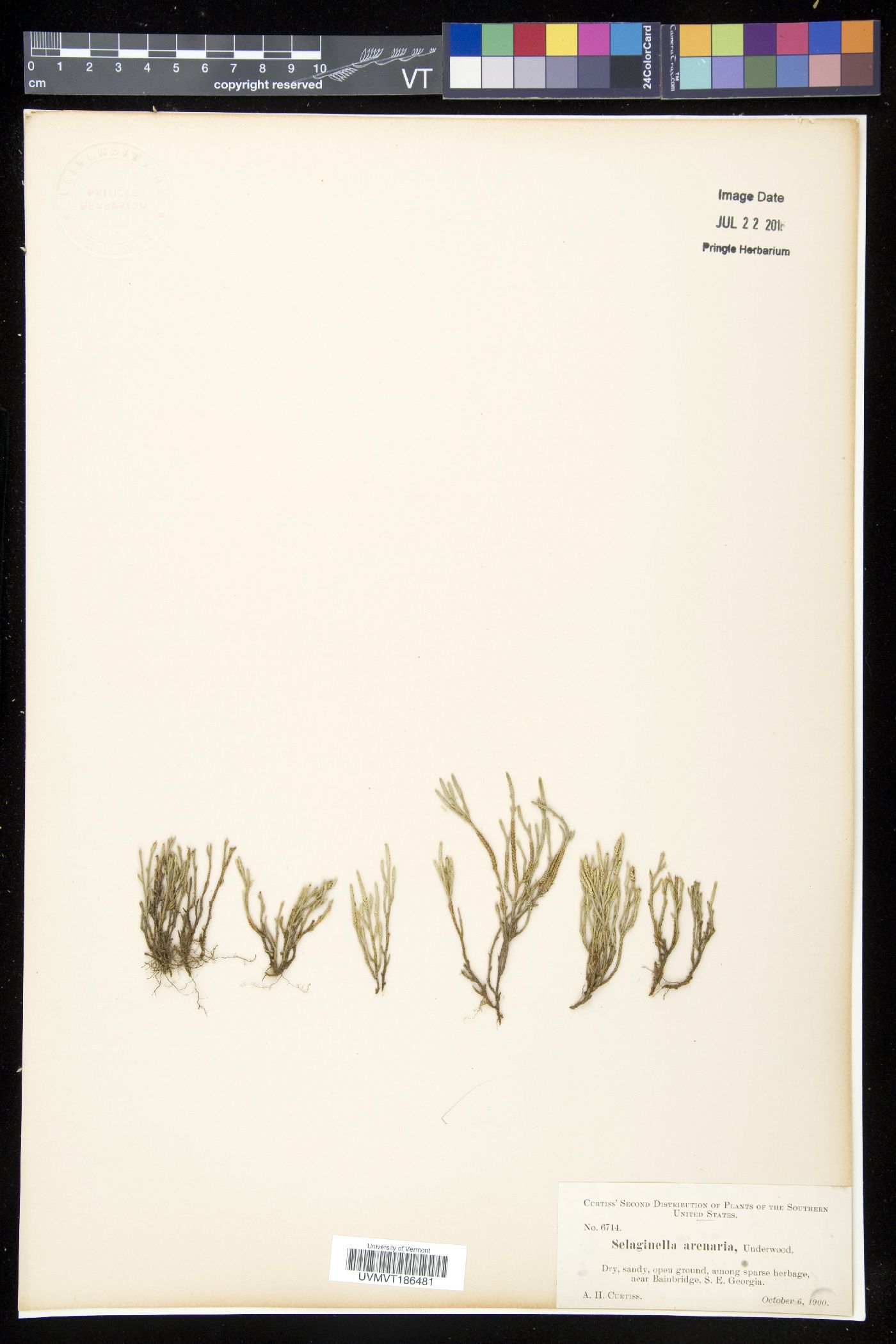 Selaginella arenaria image