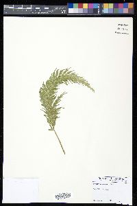 Selaginella anceps image