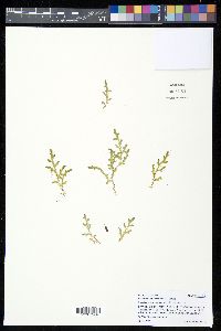 Selaginella apoda image