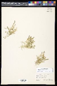 Selaginella apoda image