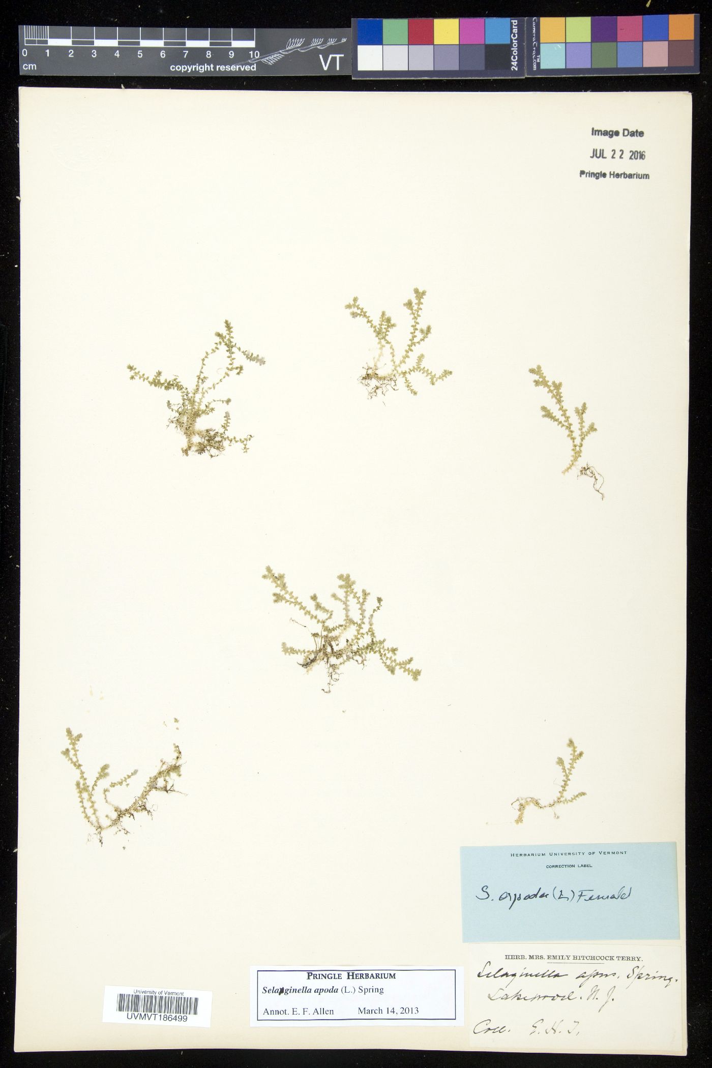 Selaginella apoda image