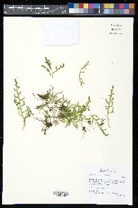 Selaginella corrugis image