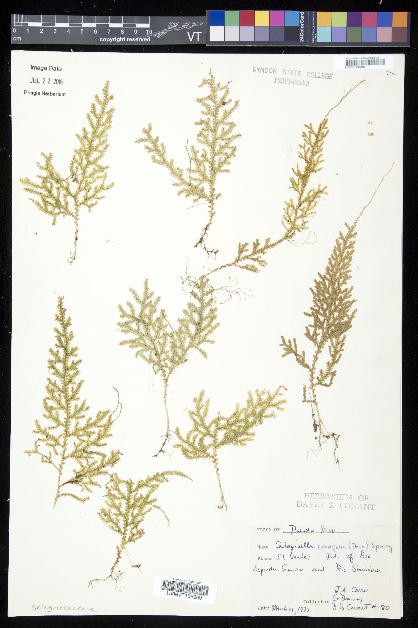 Selaginella cordifolia image