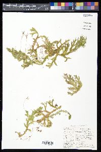Selaginella breynii image