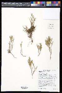 Selaginella bigelovii image