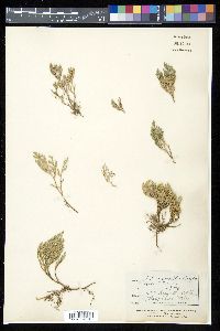 Selaginella bigelovii image