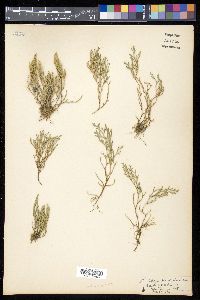 Selaginella bigelovii image