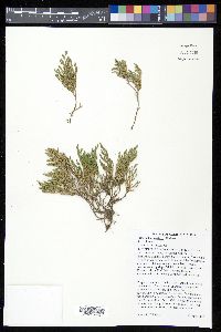 Selaginella bigelovii image