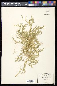 Selaginella douglasii image