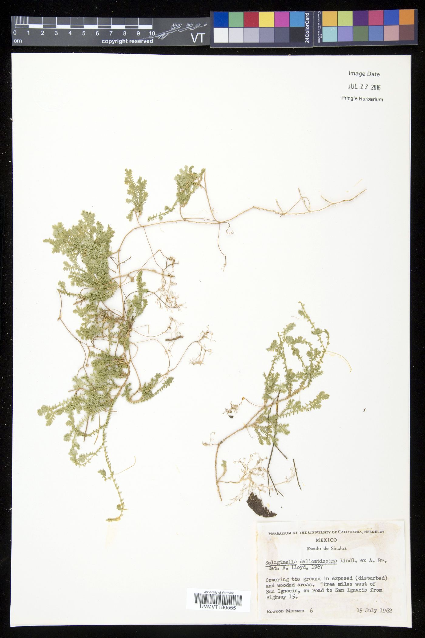 Selaginella marginata image