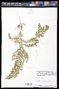 Selaginella krugii image