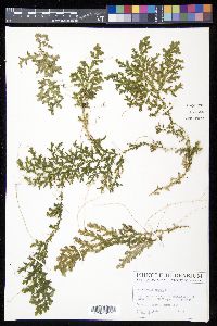 Selaginella krugii image