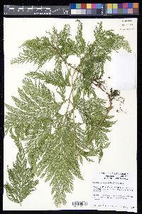 Selaginella haematodes image