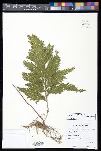 Selaginella haematodes image