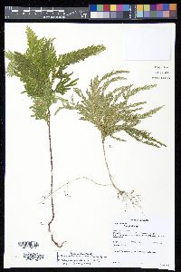 Selaginella haematodes image