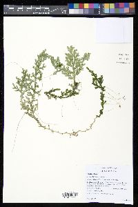 Selaginella flexuosa image