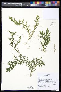 Selaginella flexuosa image